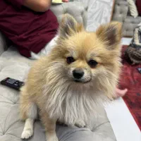 گمشده در کوی وحدت خیابان شهید نسیمی|حیوانات|شیراز, کوی وحدت|دیوار