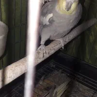 عروس هلندی بالغ|پرنده|مشکین‌دشت, |دیوار