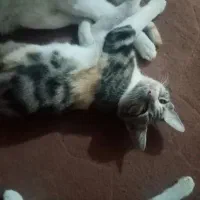 واگذاری رایگان بچه گربه اهلی خانگی گنبد کاووس|گربه|گنبد کاووس, |دیوار