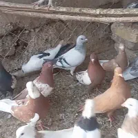 فروش کبوتر|پرنده|چناران, |دیوار