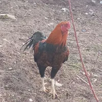 تخم مرغ نطفه دار لاری .ودو رگه.مفت مفت فقط۵۰ تومان