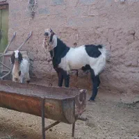 بزغاله ماده تازه تکه خورده|حیوانات مزرعه|خواف, |دیوار