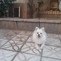 پامرین روباهی|سگ|کاشان, سه راه پرورشگاه|دیوار