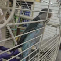 طوطی راهب معاوضه|پرنده|پاکدشت, پاکدشت (مامازند)|دیوار