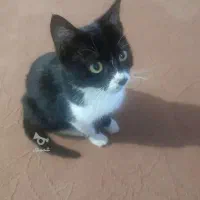 واگذاری گربه|گربه|آمل, |دیوار