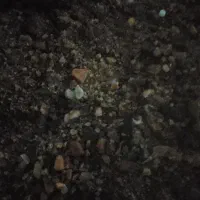 فروش بره نر پاییزی