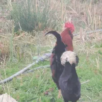 مرغ و خروس|حیوانات مزرعه|دشت ذهاب, |دیوار