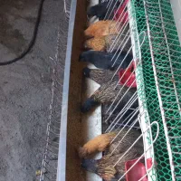 مرغ گلپایگان ۱۱ماه