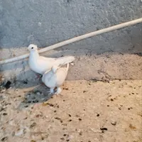 کبوتر بهبانی وپلاکی|پرنده|شیراز, دشت چنار|دیوار