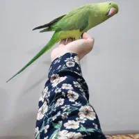 طوطی ملنگو|پرنده|پاکدشت, پاکدشت (مامازند)|دیوار