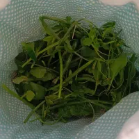 کیسه میوه و سبزی|صنایع دستی و سایر لوازم تزئینی|سمنان, |دیوار