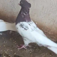 کبوتر کله تنها