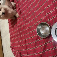 یک عدد سگ چاو چاو 2 ماه