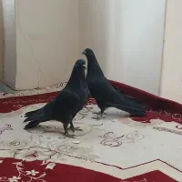 کبوتر غلاغ  ((مقطوع))