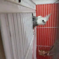 عروس هلندی|پرنده|مشهد, هدایت|دیوار