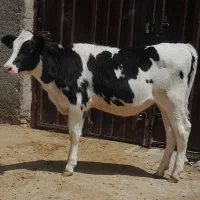 گوساله ماده هلشتاین