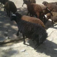 بره نر و ماده