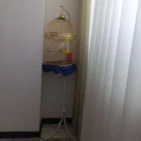 عروس هلندی|پرنده|ساوه, |دیوار