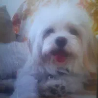 سگ گمشده|حیوانات|یزد, |دیوار