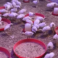 فروش جوجه بوقلمون بیوتی یکروزه  هفت روزه