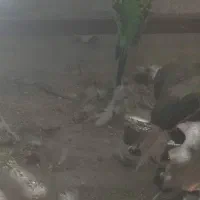 طوطی مرغ عشق قفسی|پرنده|اهواز, زرگان|دیوار