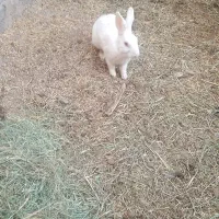 خرگوش چشم گیلاسی|موش و خرگوش|نرماشیر, |دیوار