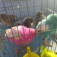 جوجه کوردی 2ماهه