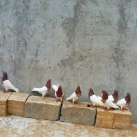 کبوتر باشلی  ۱۰ عدد اوچب اویناخ