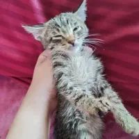 تعدادی بچه گربه خوشگل و ناز واگذاری رایگان|گربه|قم, لسانی|دیوار