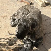 سگ افغان اصیل