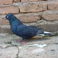 کبوتر دم سفید