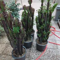 نمایشگاه گل آیتک