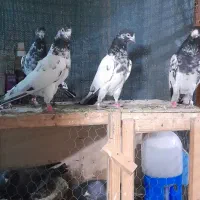 کبوتر پاکستانی