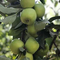 سیب سبز
