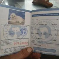 سگ خانگی|سگ|آذرشهر, |دیوار