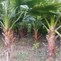 پالم واشنگتن