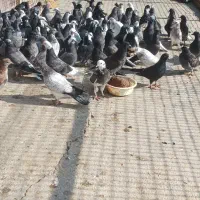 فروش کبوتر پرشی|پرنده|ساری, |دیوار