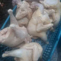 مرغ|حیوانات مزرعه|بابلسر, |دیوار