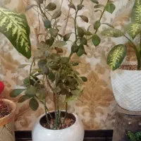 گل و گلدان|گل و گیاه طبیعی|کرج, شهرک البرز ۳|دیوار