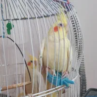 عروس باقیمت مناسب