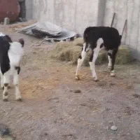 گاو شیری|حیوانات مزرعه|بجنورد, |دیوار