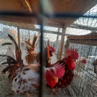 خروس جاپنست مینیاتوری|حیوانات مزرعه|تهران, کیانشهر|دیوار