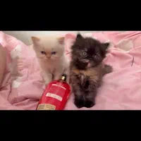 گربه اسکاتیش