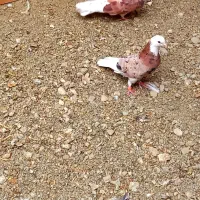 کفتر هما نر