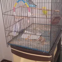 یک جفت مرغ عشق مولد بخون|پرنده|اسلام‌شهر, صادقیه|دیوار