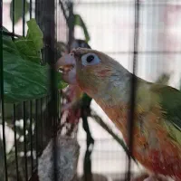 طوطی گرینچیک اناناسی جفت یک ساله