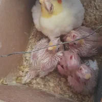 فروش عروس هلندی لوتینیو|پرنده|بهار, |دیوار