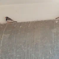 فنچ کینگ|پرنده|قم, پردیسان|دیوار