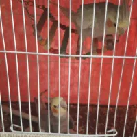 فروش عروس هلندی نر و ماده|پرنده|زابل, |دیوار