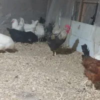 مرغ  محلی و برسه فرانسه|حیوانات مزرعه|شیرود, |دیوار